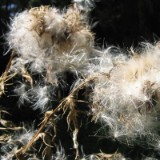 0508F 23 vor Lueneburg